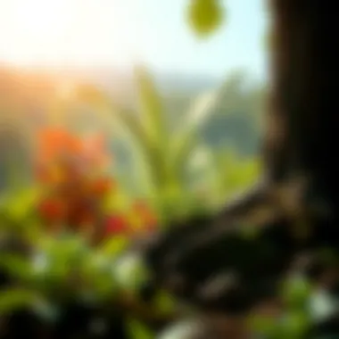 Vibrant ecosystem symbolizing environmental initiatives